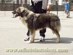 ardealu_mandru_20211129_1661407317